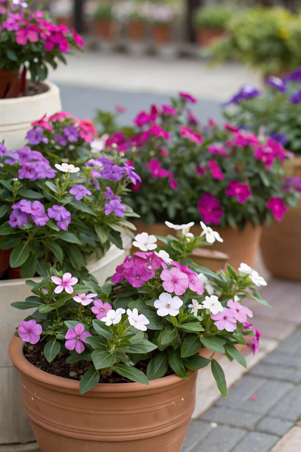 A creative display of vinca in pots, adding a welcoming touch to the entrance.
