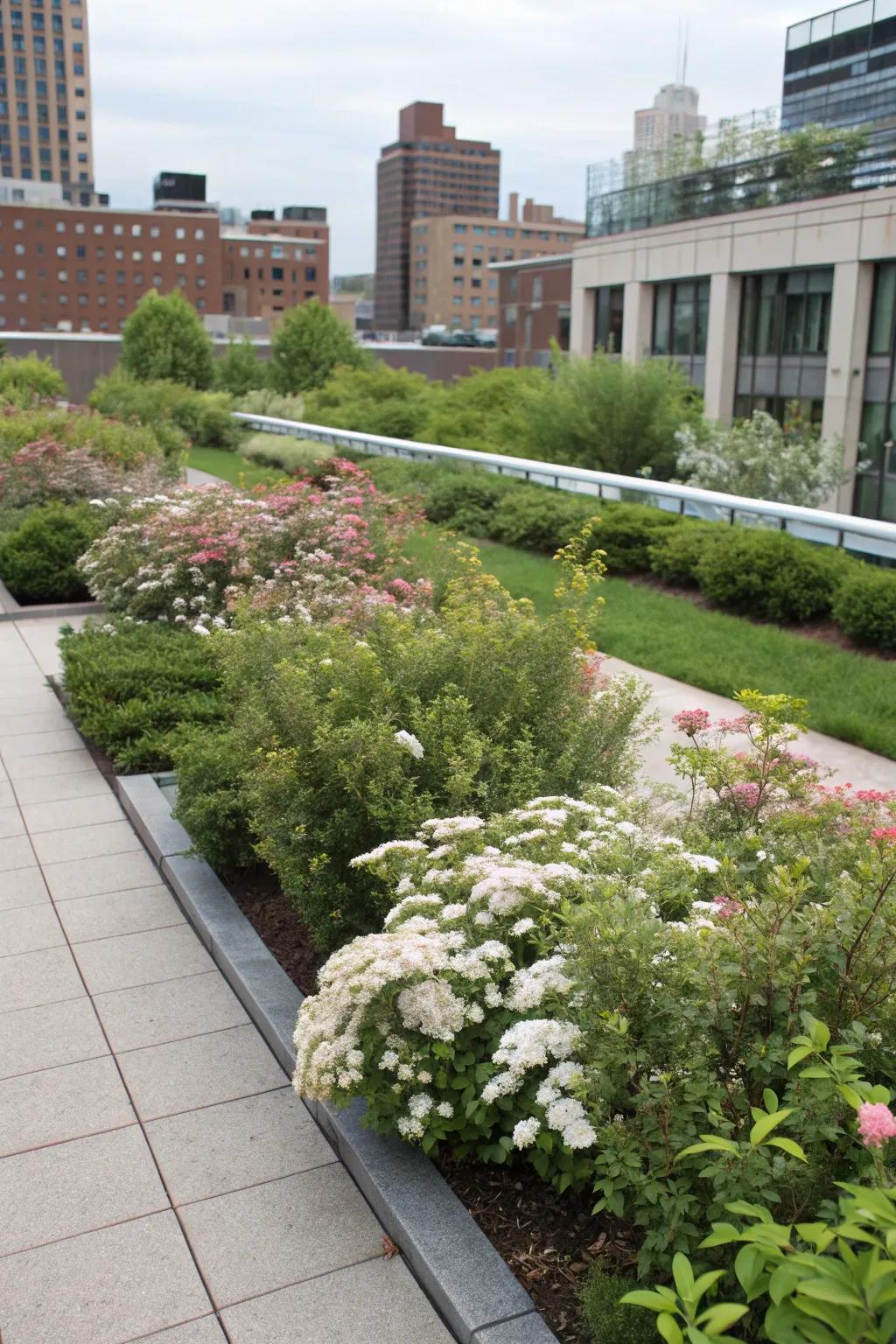 Spirea shrubs bringing life to a compact urban garden.