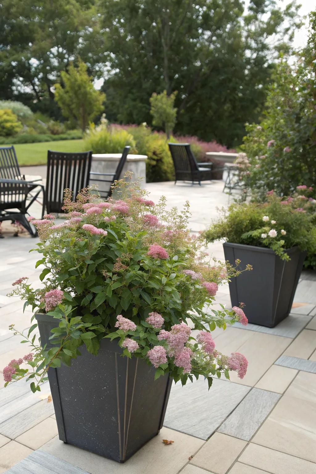 Spirea shrubs thriving in containers on a cozy patio.