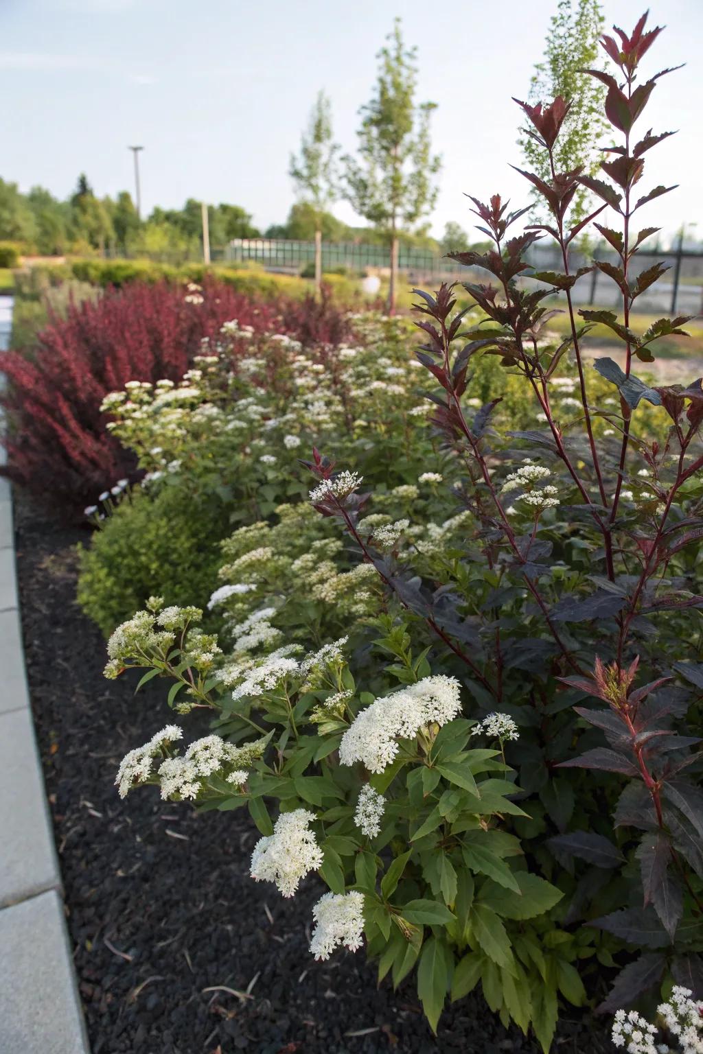A striking contrast of spirea blooms against dark foliage.