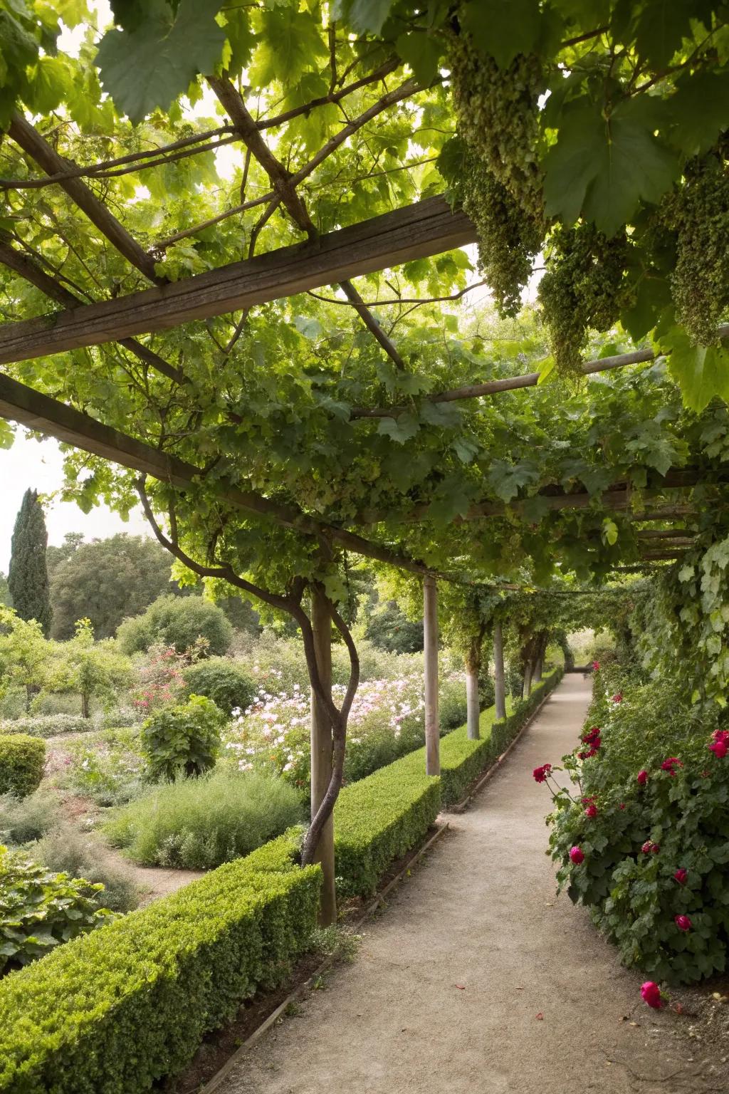 Trellised vines offer shade and greenery.