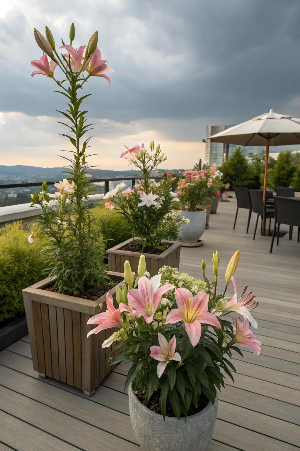 Lilies in containers bring vibrant color to patios.