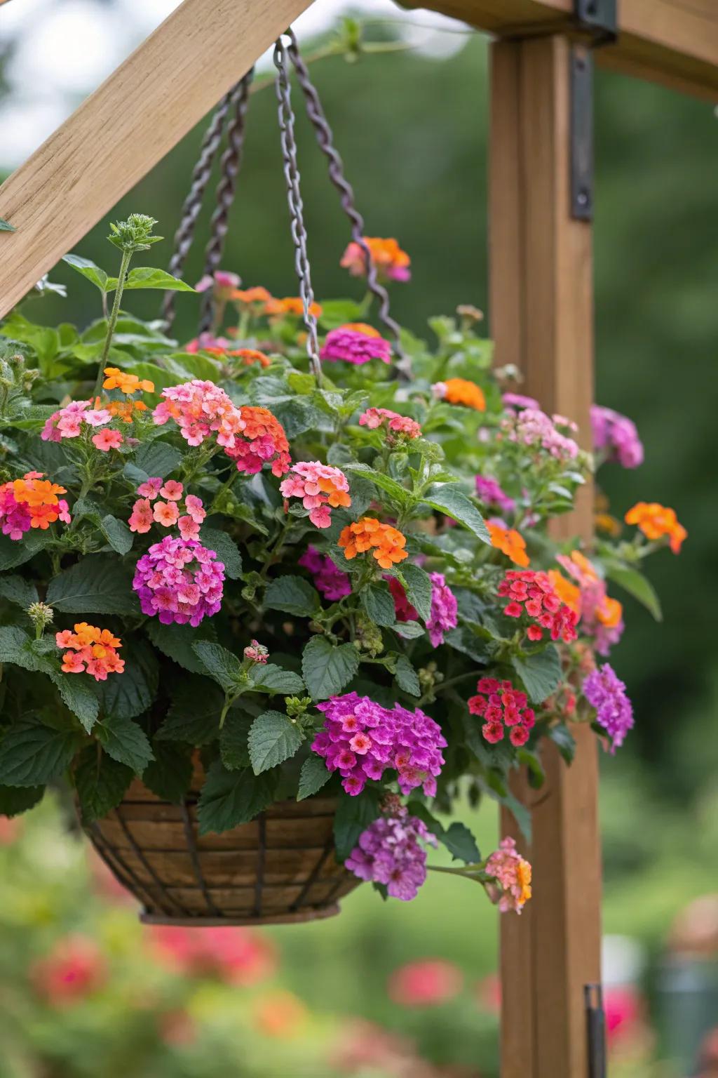 Cascading lantanas in a hanging basket add vertical garden interest.