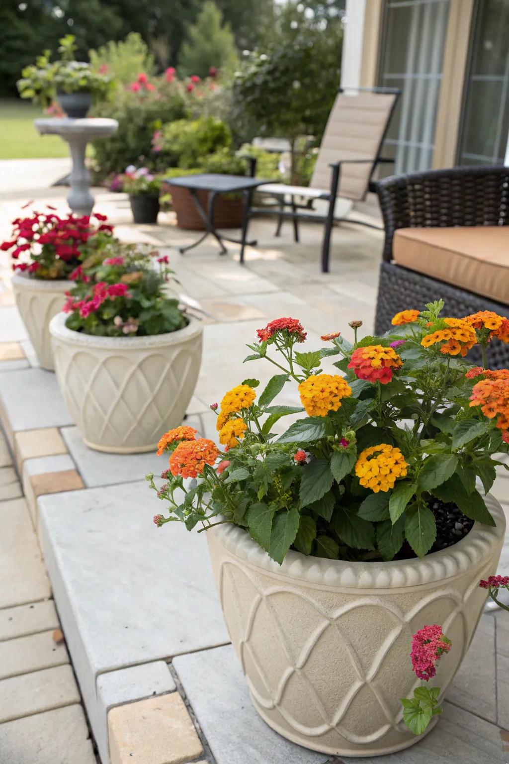 Colorful lantanas in containers, perfect for patio decor.