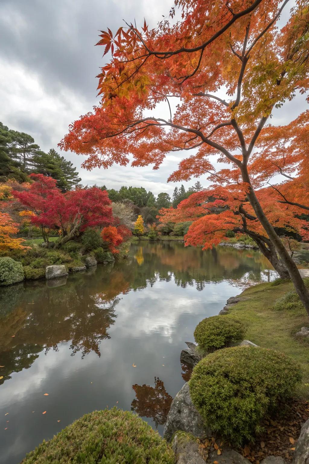 Water and maples create a serene garden escape.