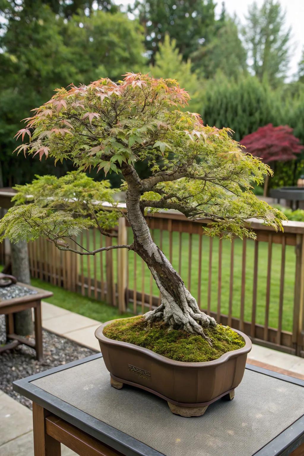 Bonsai maples bring artistry and tradition together.