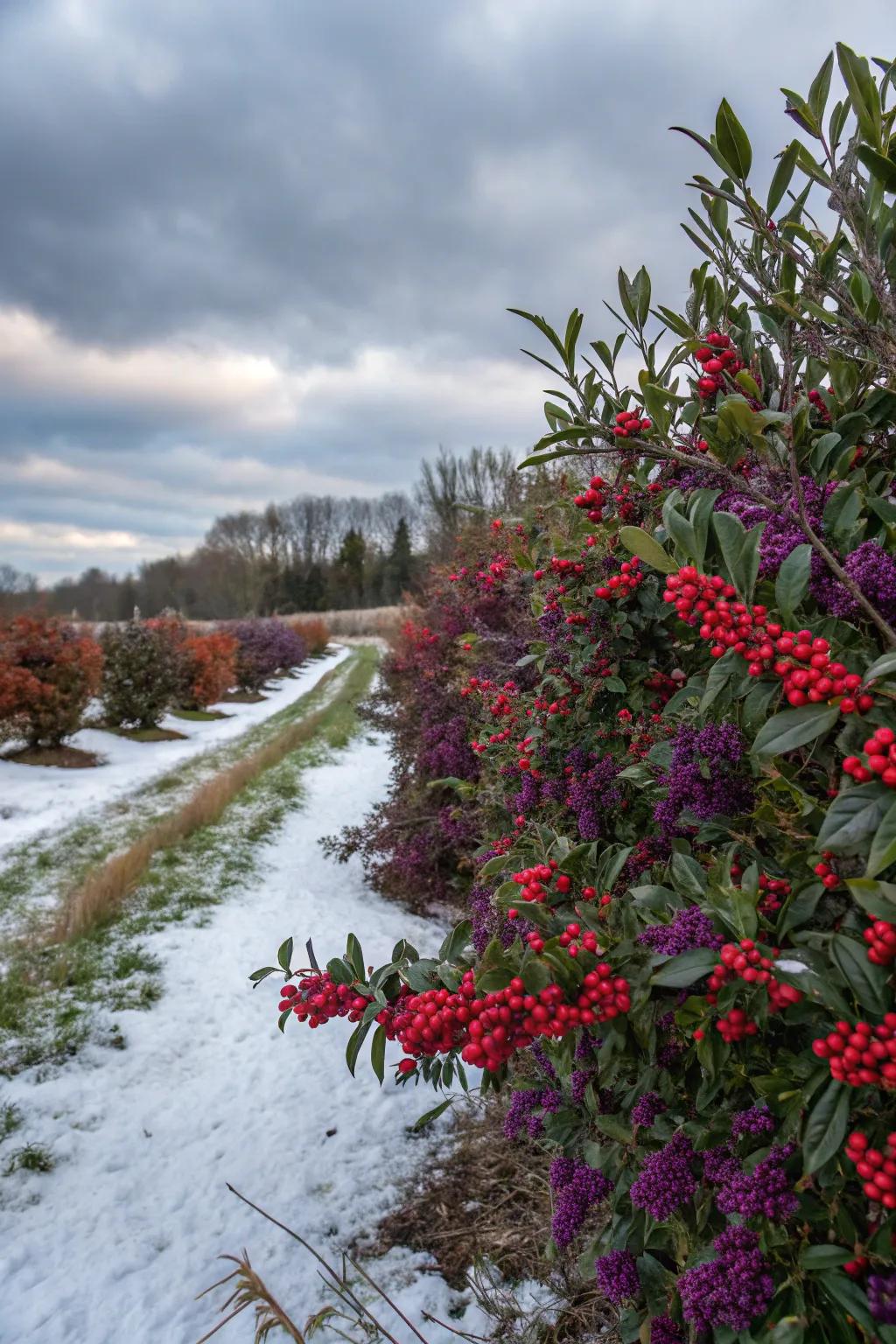 Berry-producing shrubs offer vital food for birds, especially in colder months.