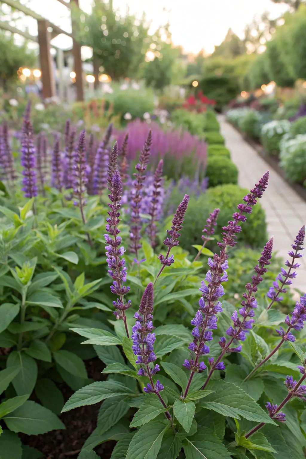 Savor the aromatic pleasures of salvia in your garden.