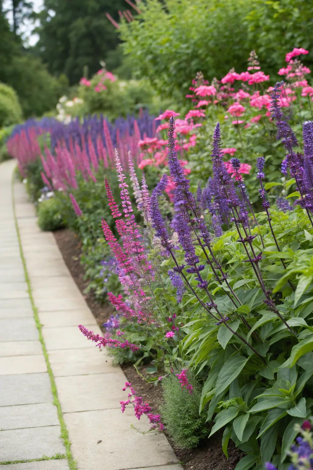 Define your garden's edges with the bold colors of salvia.