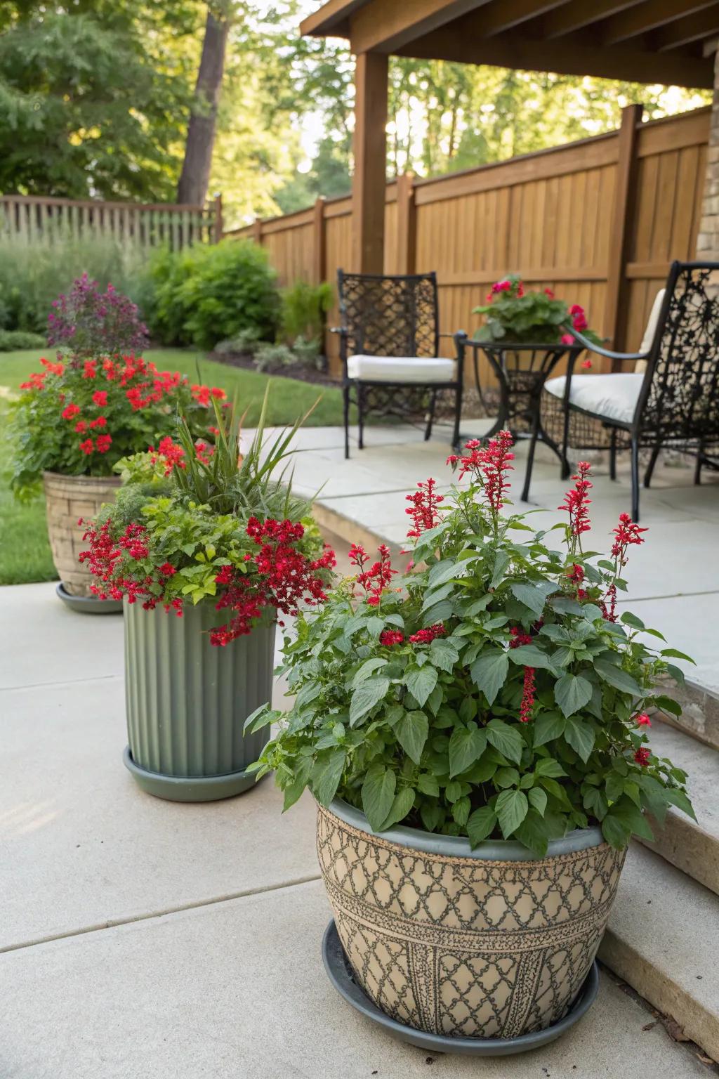 Enjoy the versatility of container gardening with salvia.