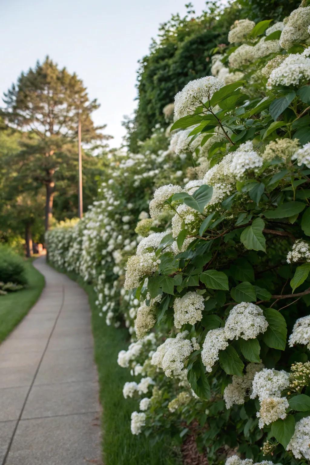 A fragrant hedge of Koreanspice Viburnum in full bloom.