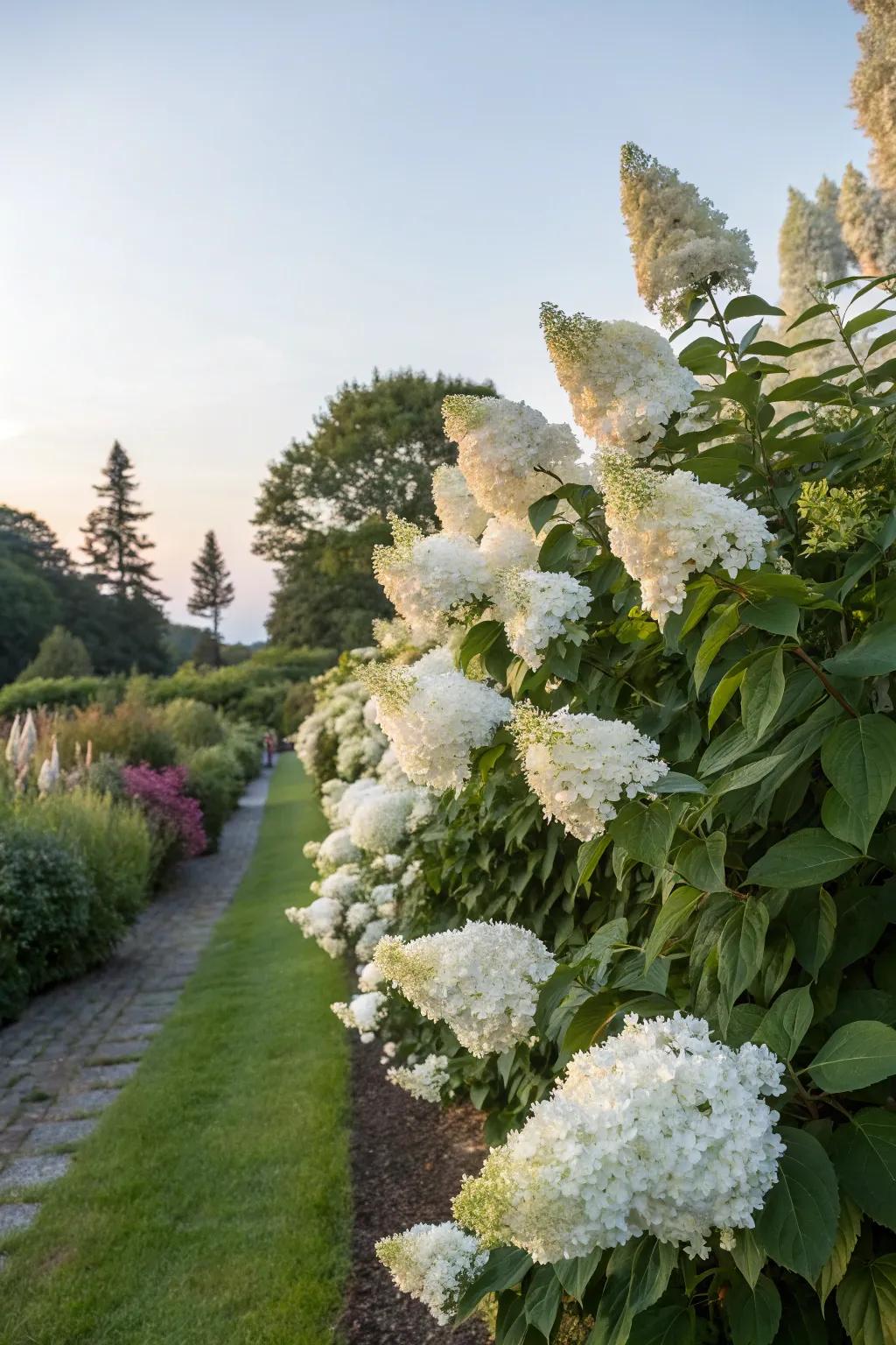 A towering hedge of full-size panicle hydrangeas in full bloom.