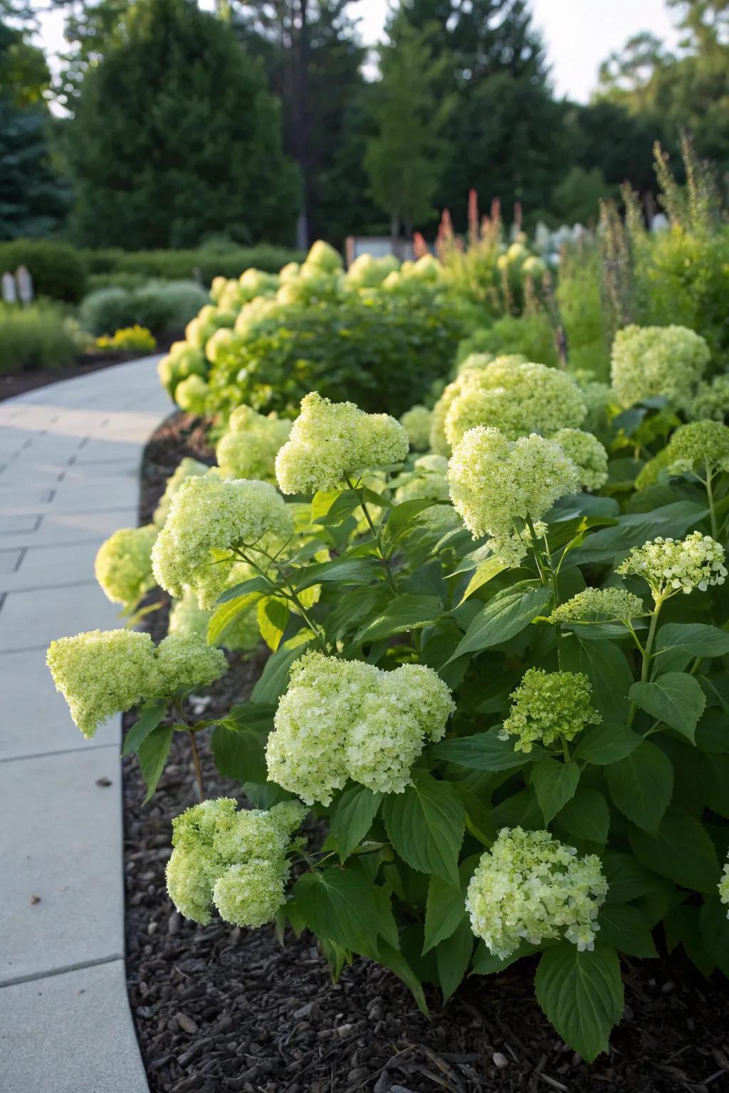 A striking display of dwarf panicle hydrangeas in full bloom.