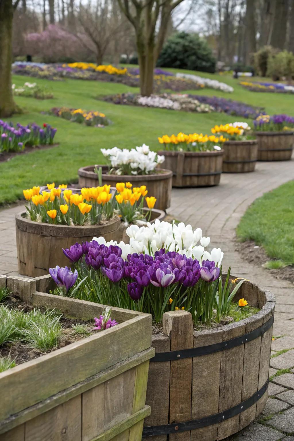 Rustic wooden planters brimming with vibrant crocuses.