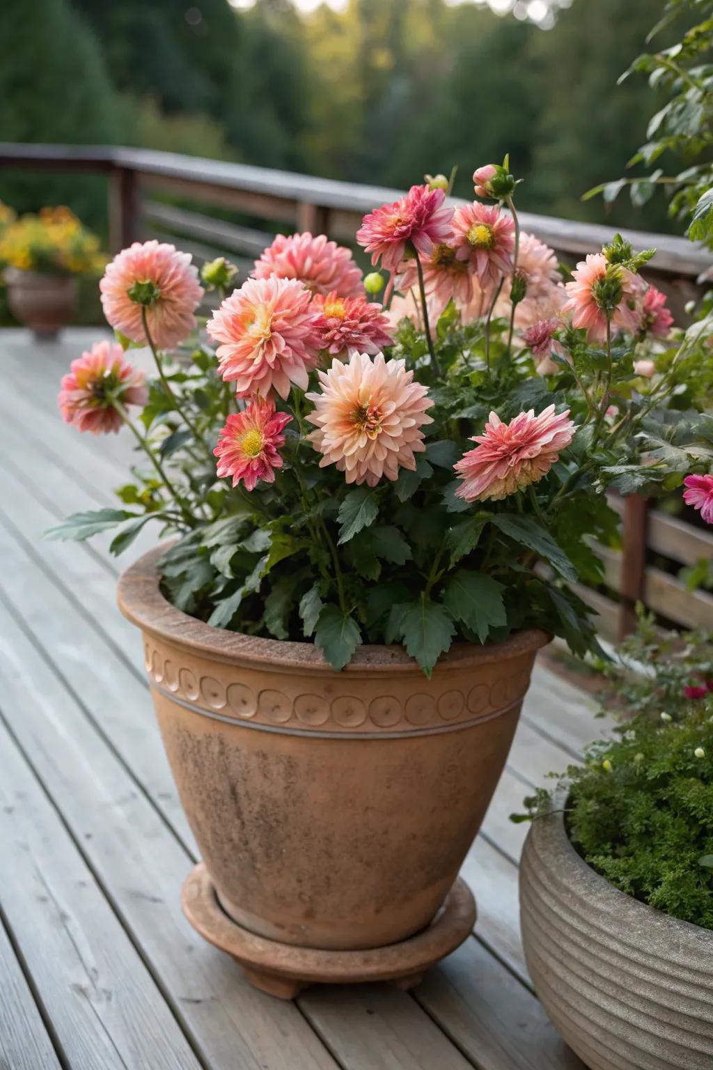 Large pot supporting vibrant dahlia growth