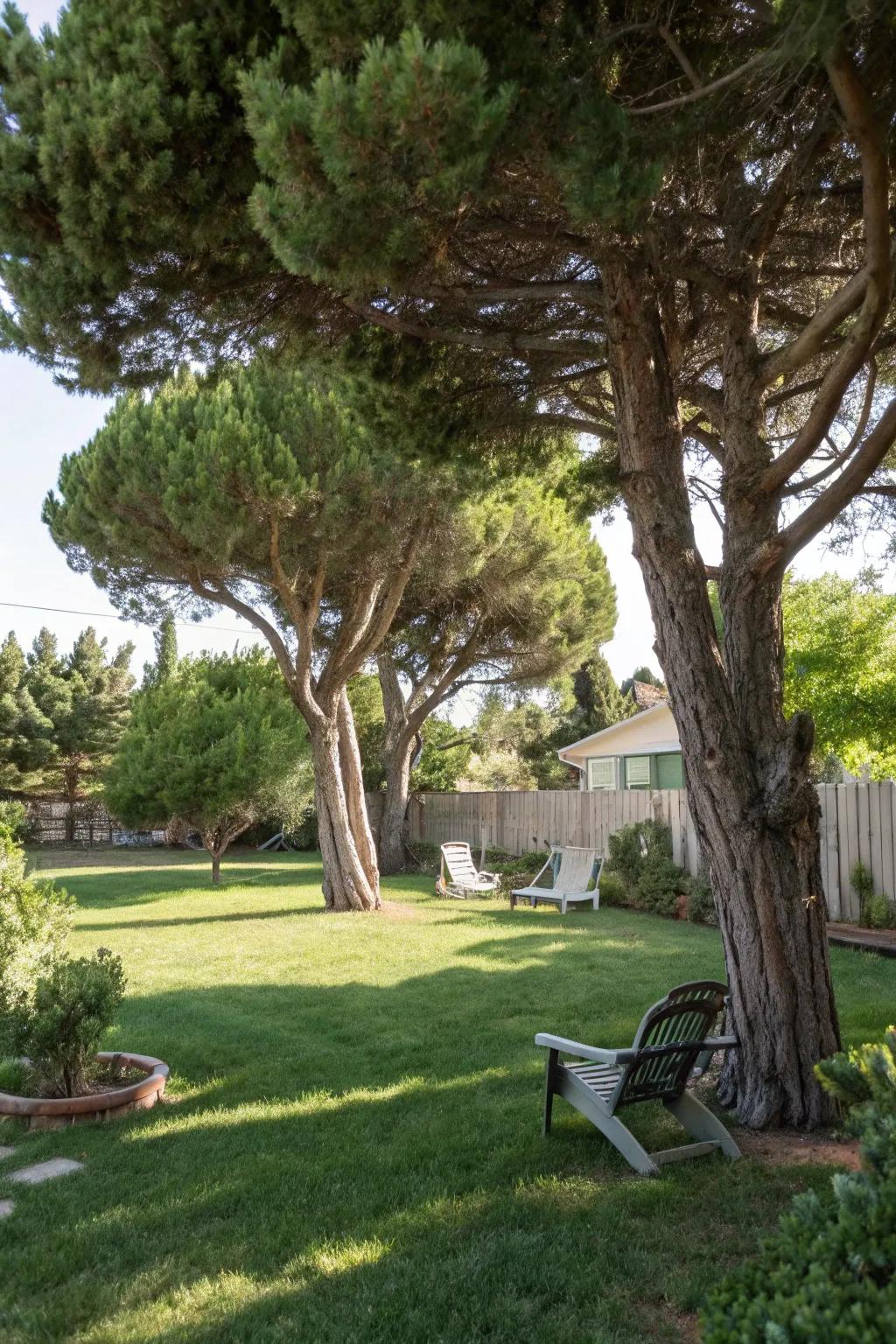 Low maintenance trees offer effortless beauty.