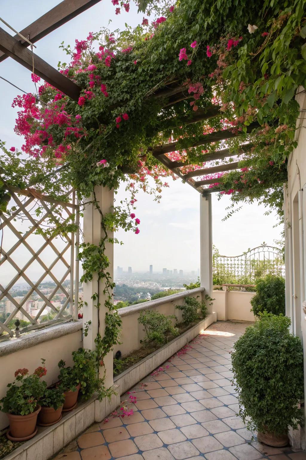 A lush trellis with climbing plants on a balcony.
