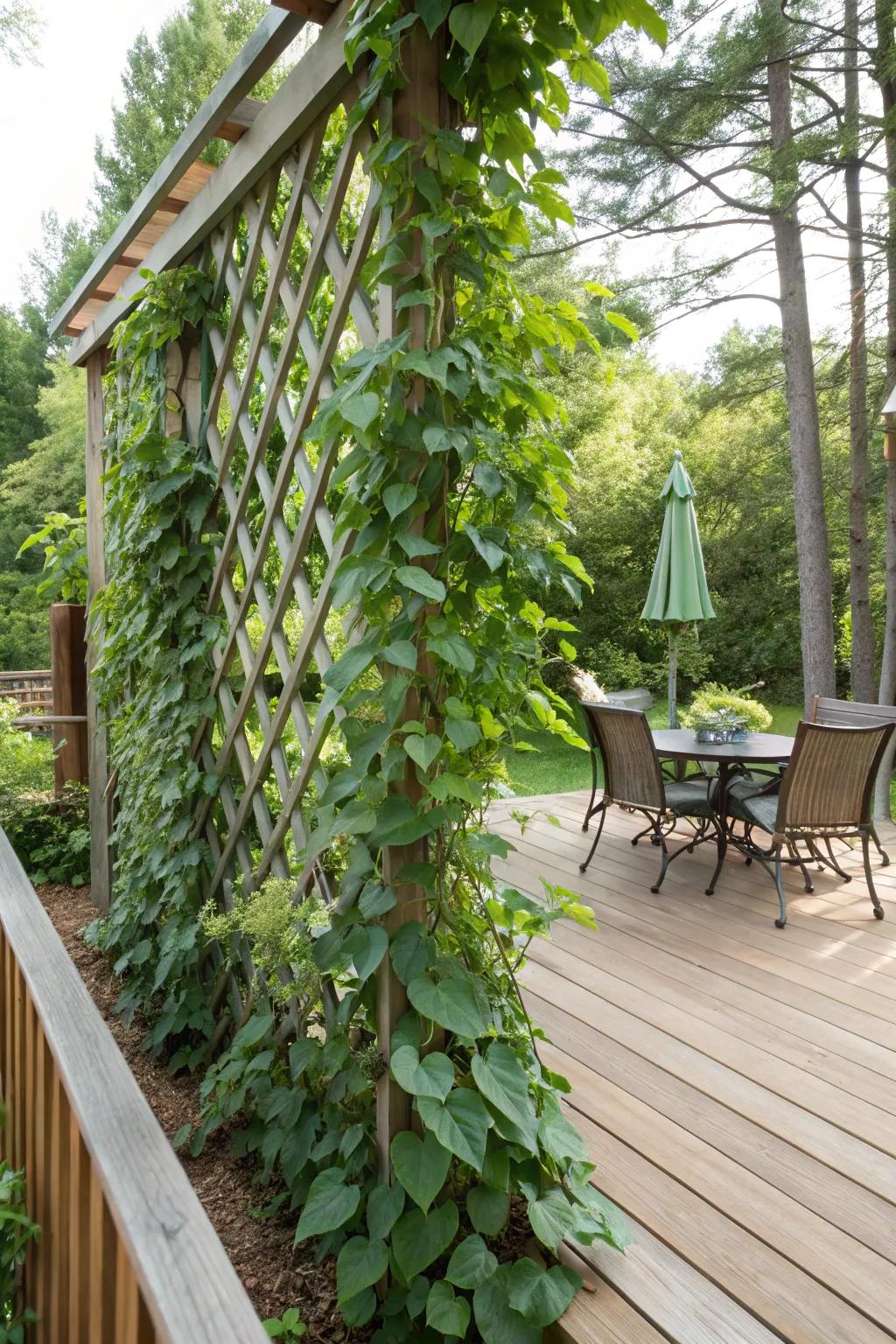 Climbing plants on lattice trellis bring a lush, green touch to the deck.