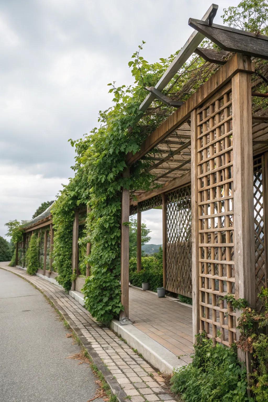 Wooden lattice screens covered with vibrant climbing plants create a natural privacy solution.