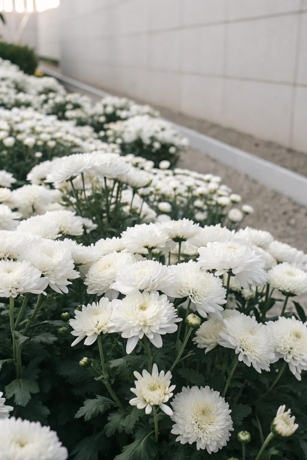 A monochrome chrysanthemum display creates a striking, modern garden aesthetic.