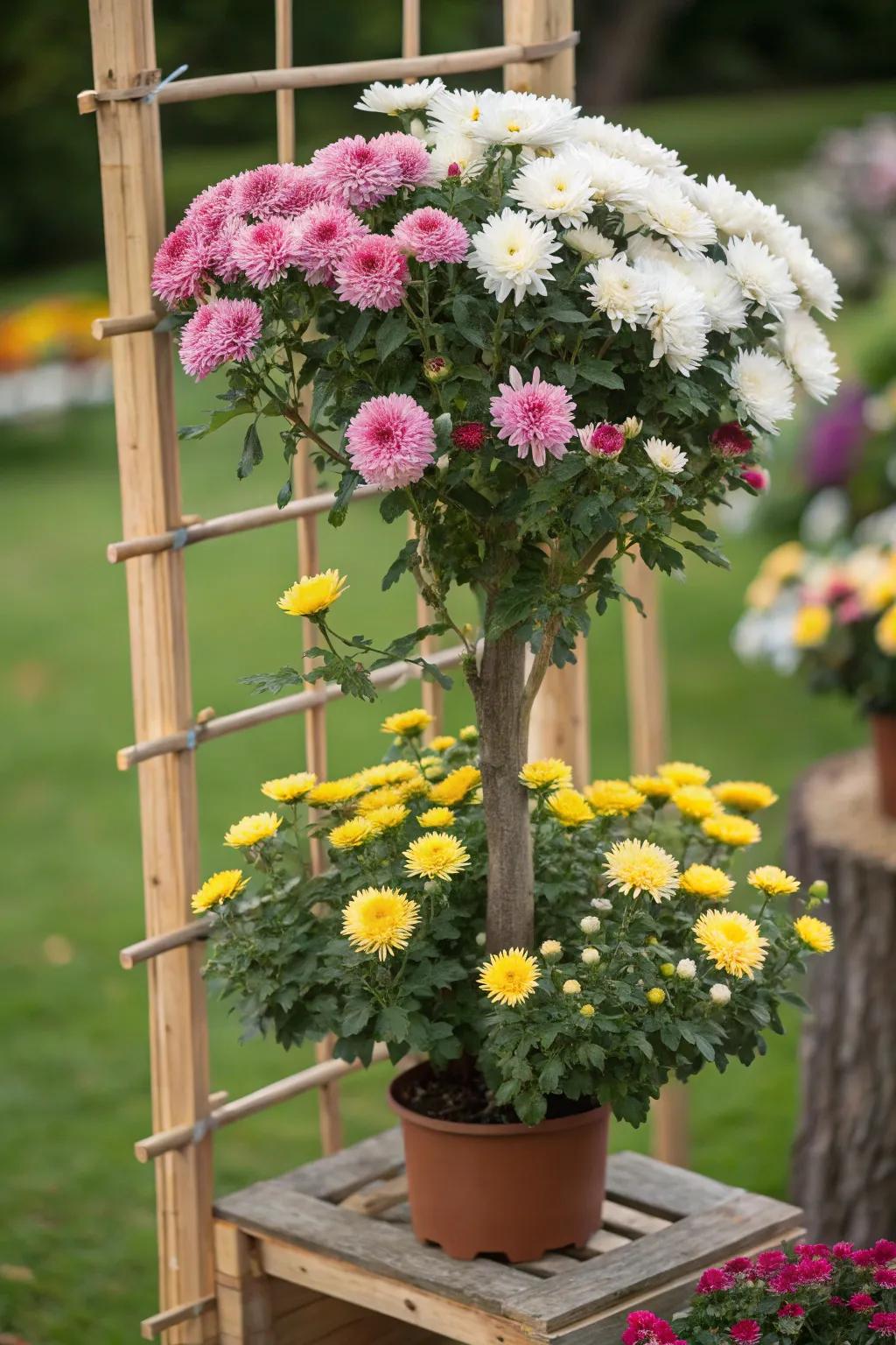 A striking chrysanthemum tree adds height and drama to the garden.