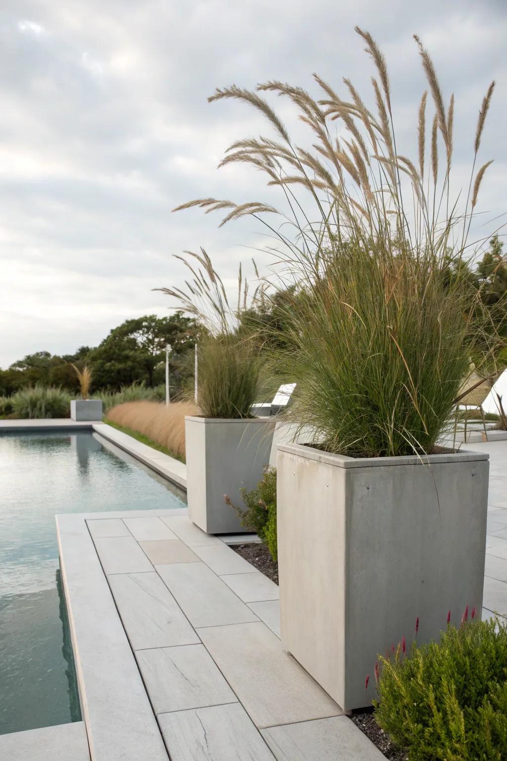 Tall grasses bring height and texture to your poolside.