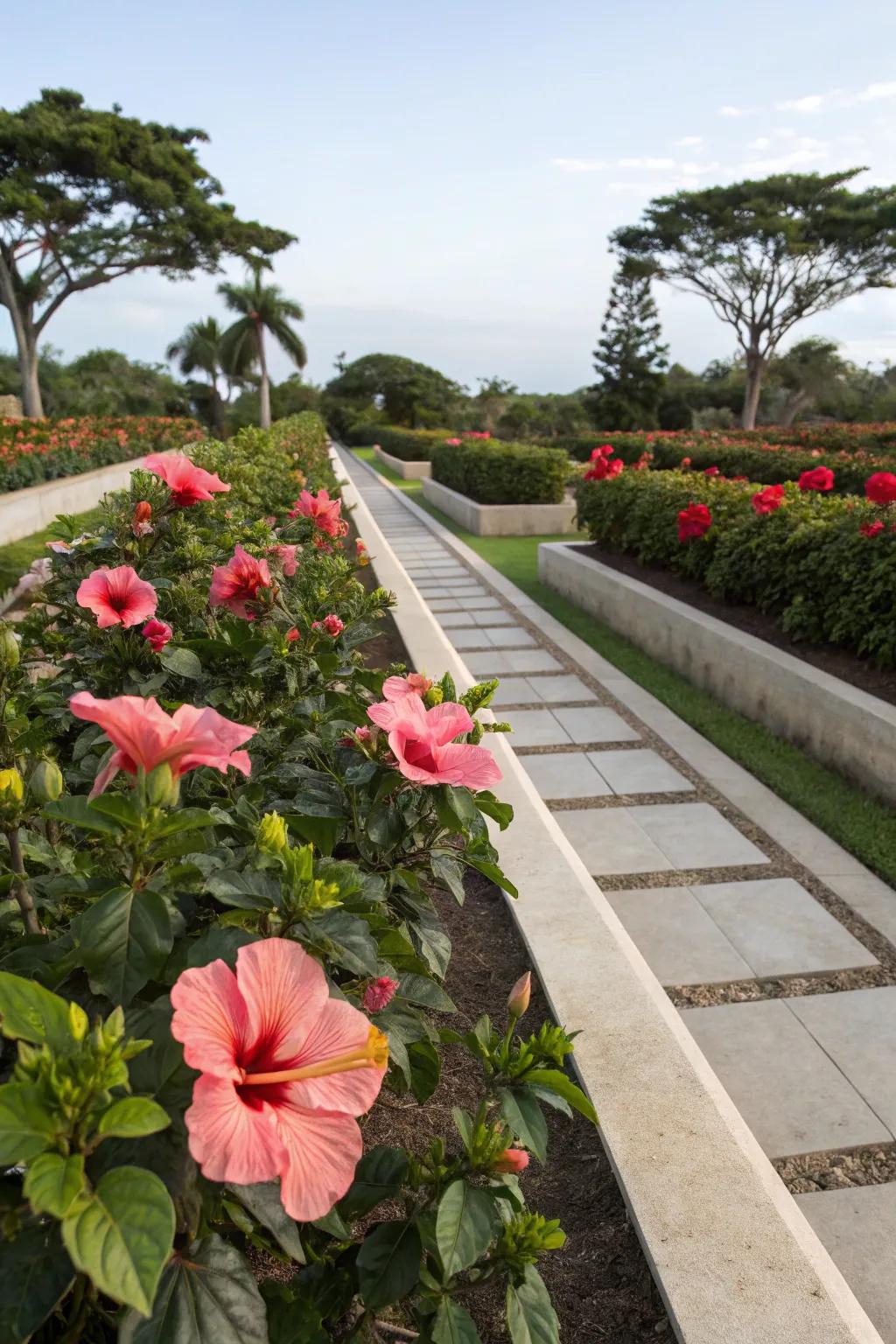 Structured hibiscus borders beautifully defining garden spaces.
