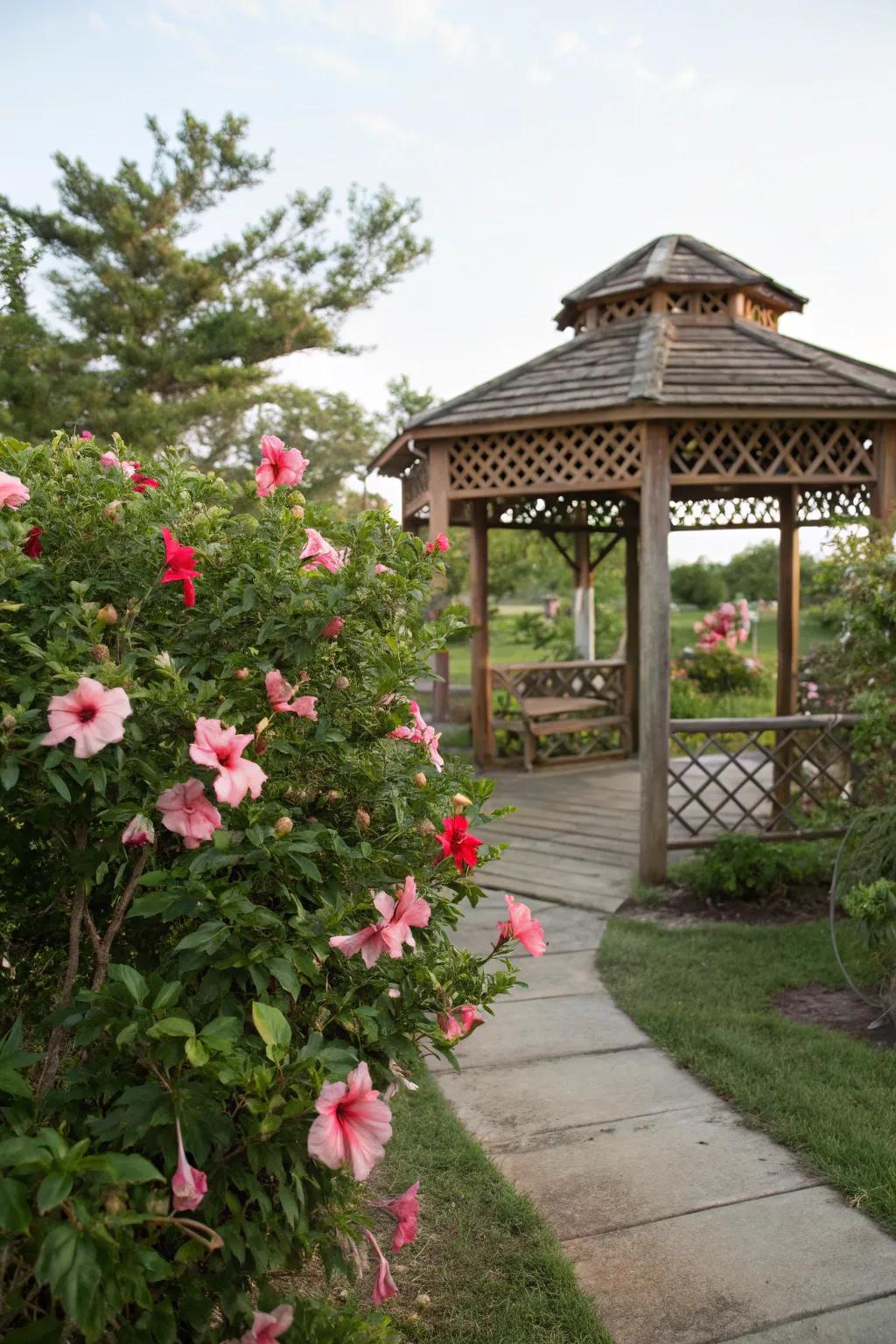 A gazebo beautifully framed by vibrant hibiscus blooms.