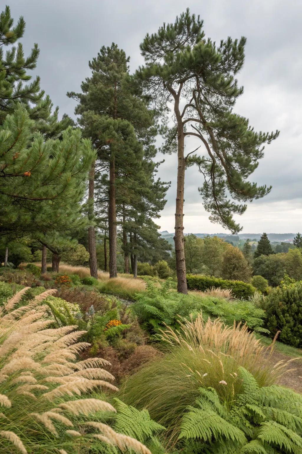 Pine trees with ferns and grasses create a lush landscape.