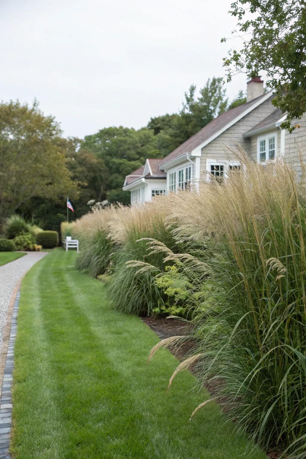 Achieve privacy with style using lush maiden grass.