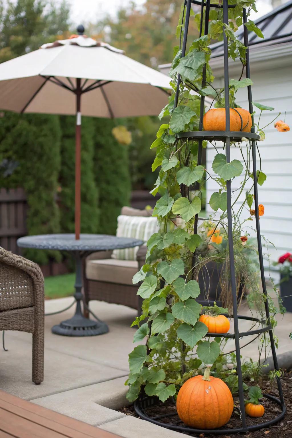 Umbrella trellis: turning everyday items into gardening allies.