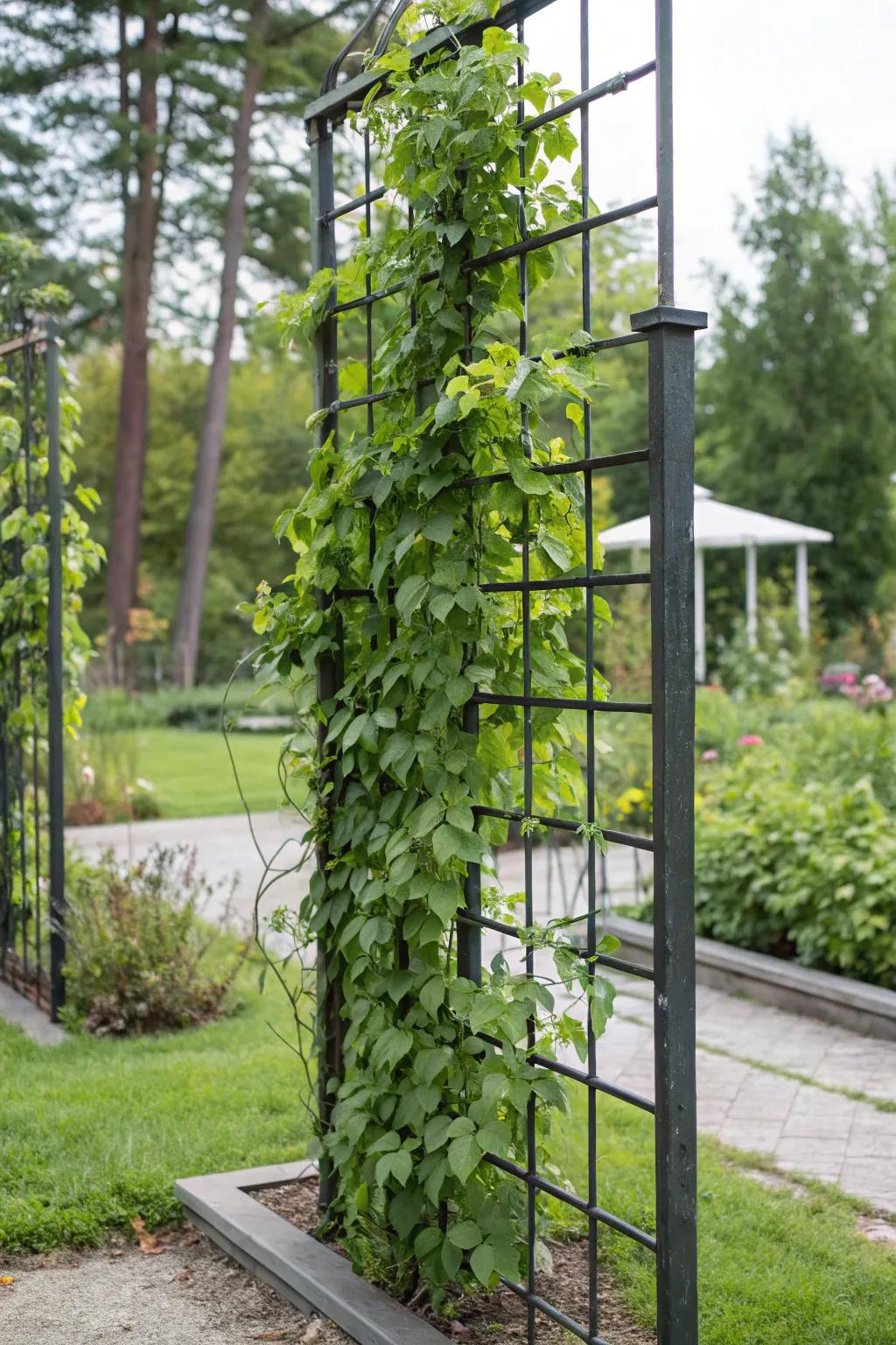 Achieve privacy and beauty with plant-covered trellises.
