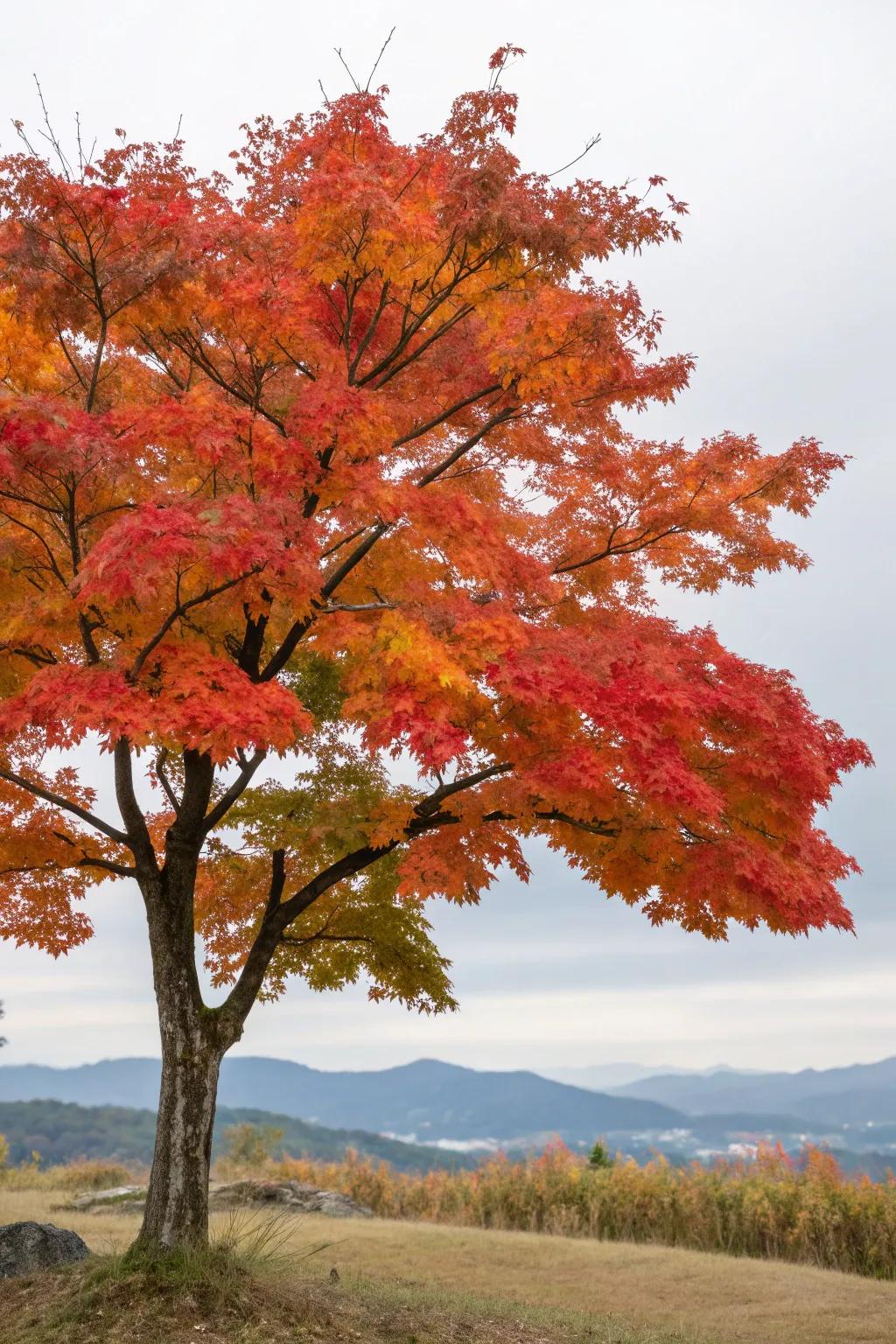 A stunning Japanese maple tree with vibrant red foliage.