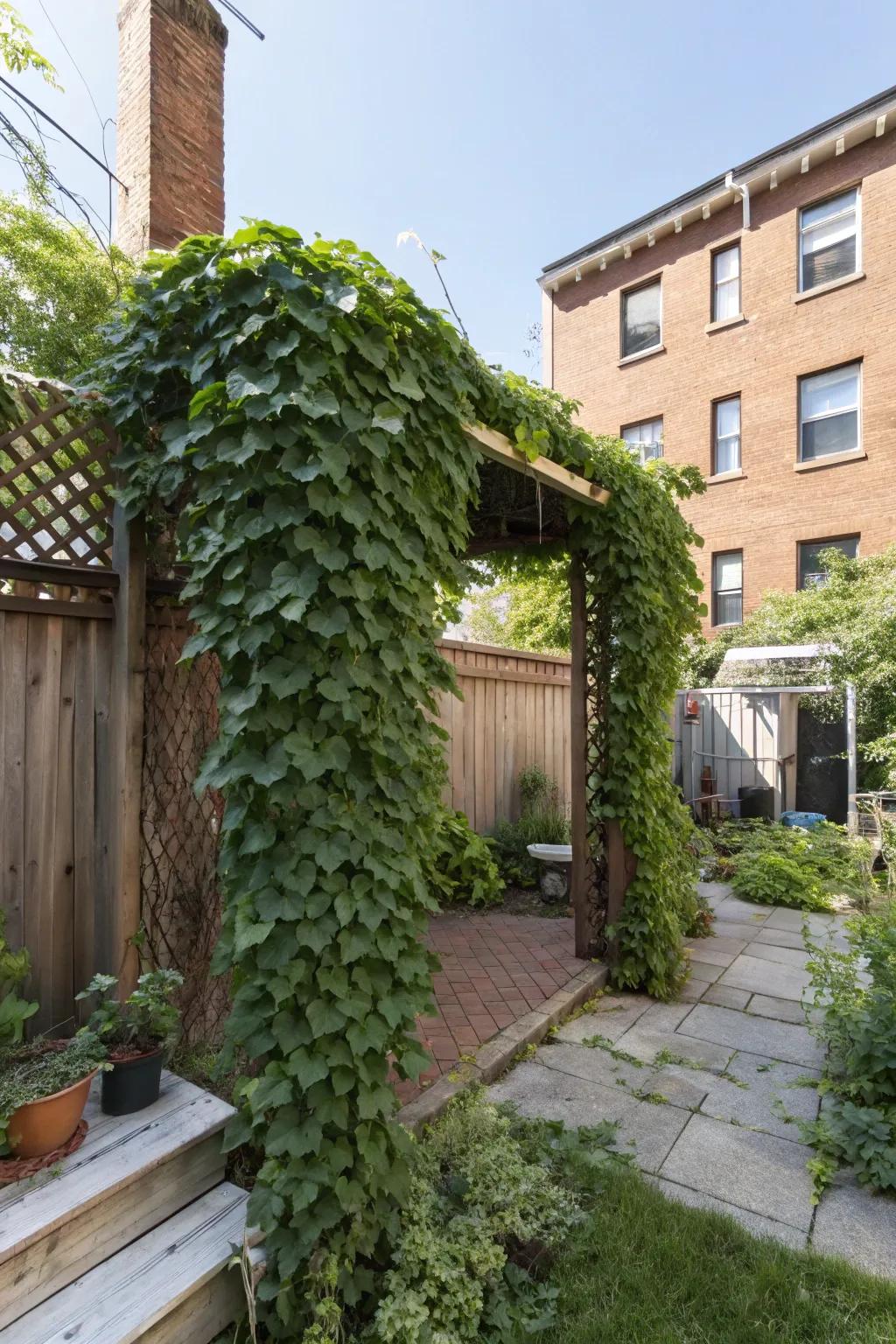 Stylish privacy solutions that enhance your backyard.