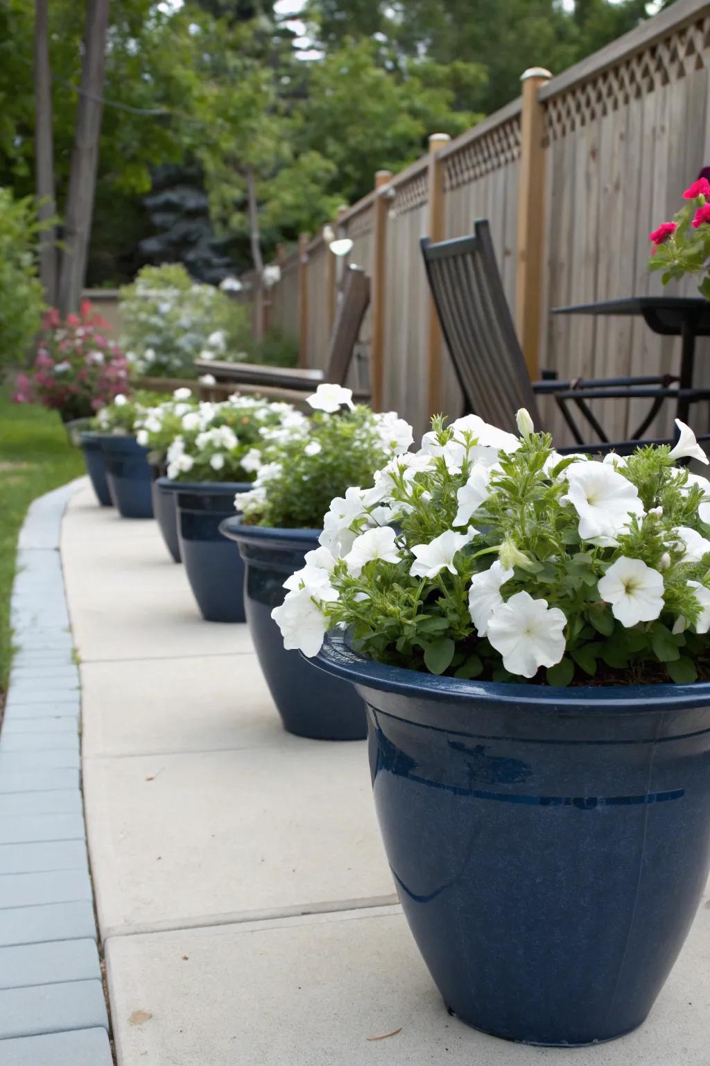 Enhance blooms with navy blue planters.