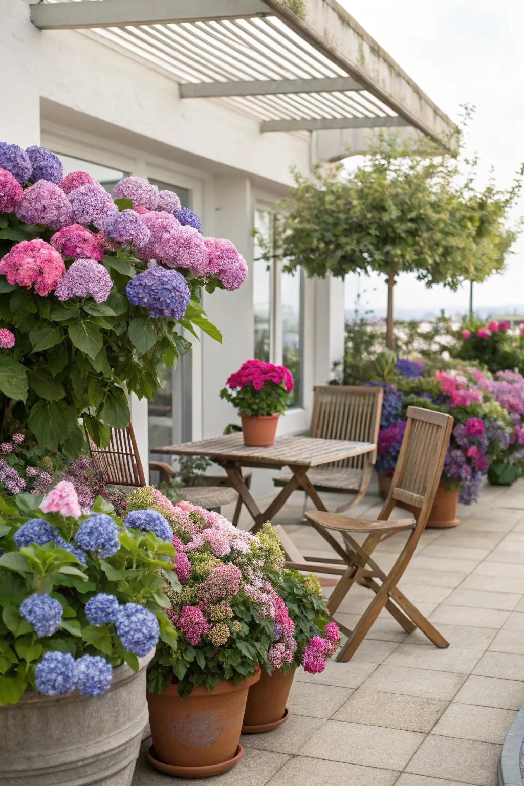 Potted hydrangeas adding vibrant color to a patio area.