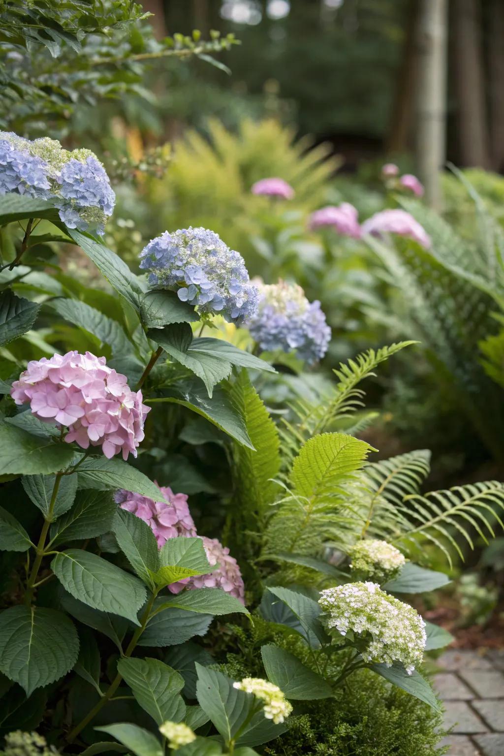 A garden where hydrangeas are mixed with diverse textures and foliage.