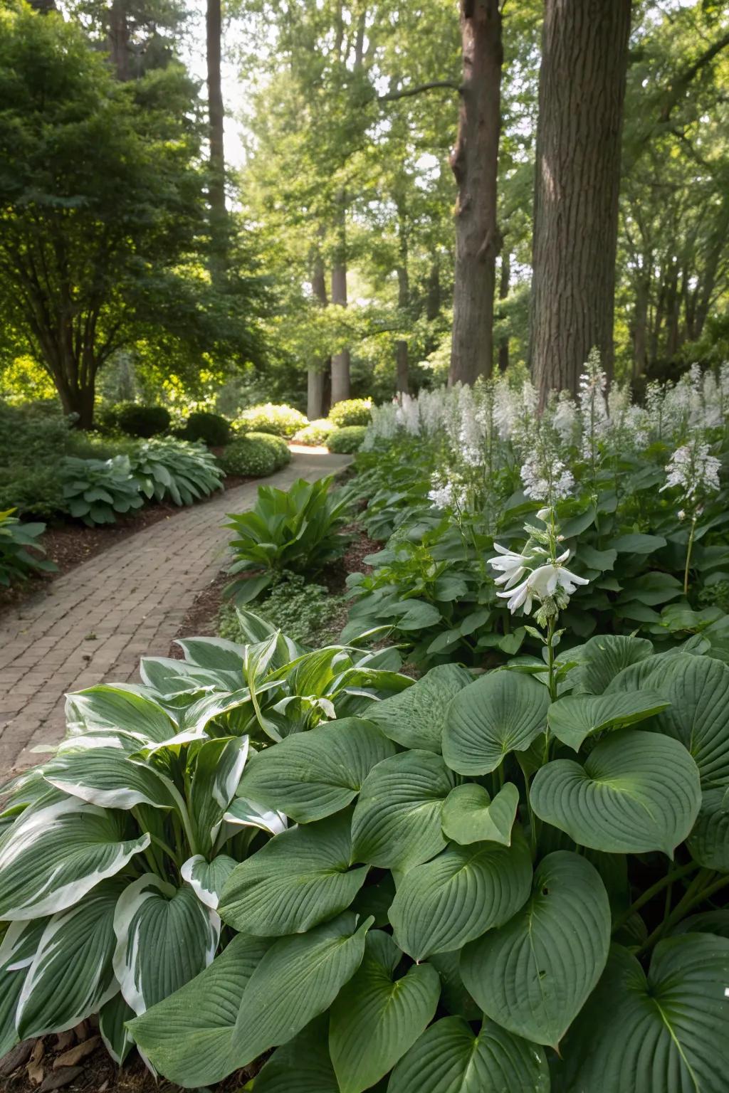 Hostas thrive in shade and add lush greenery to your garden.