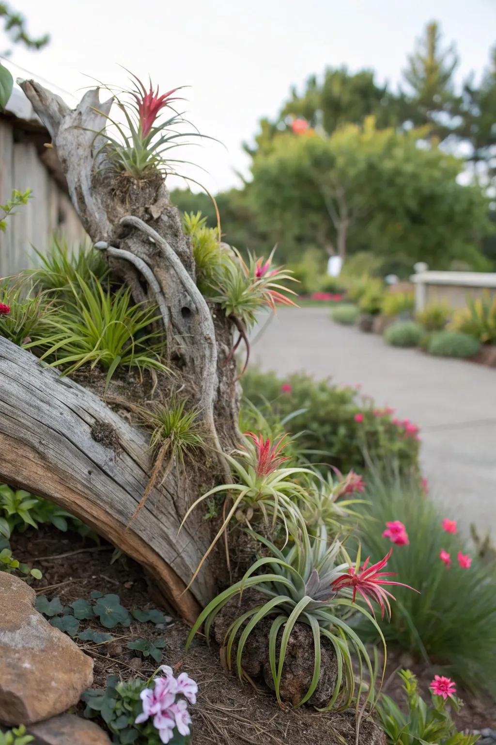 Air plants create stunning displays without the need for soil.