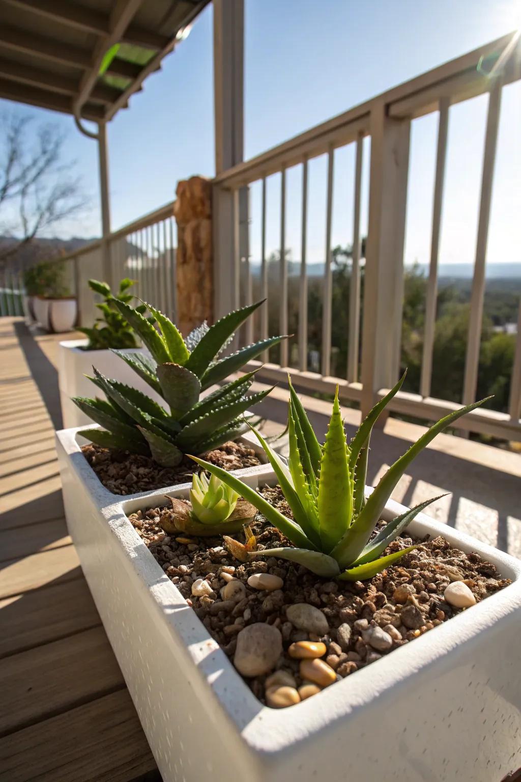 Aloe adds a sculptural element to sunny porch planters.