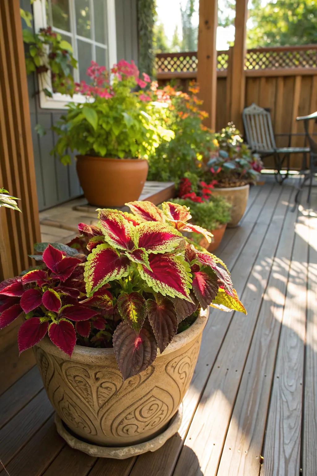 Coleus brings a burst of foliage color to your sunny porch.