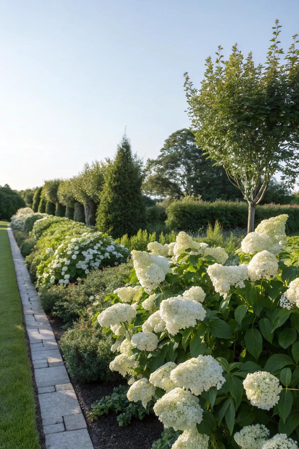Panicle hydrangeas offer elegant and structured hedging.