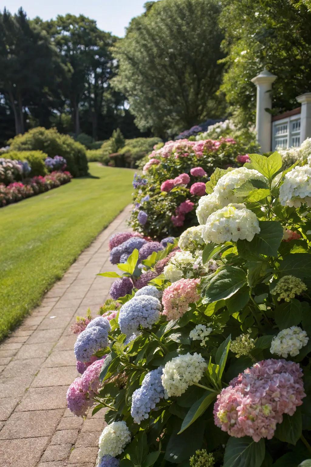 Mixing hydrangea varieties results in a colorful hedge tapestry.