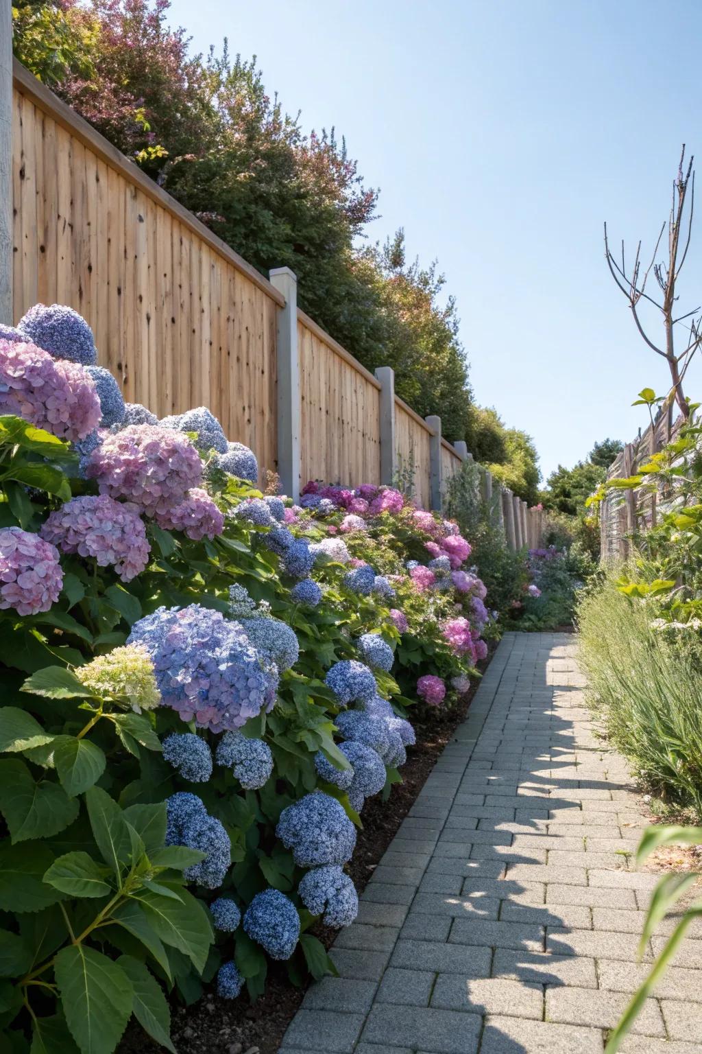 Hydrangeas and perennials together create a dynamic garden display.