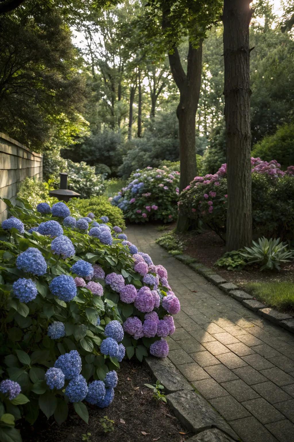 Shade-tolerant hydrangeas brighten up dim garden corners.