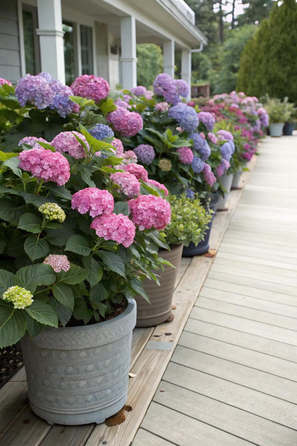 Potted hydrangeas offer a flexible hedge solution.