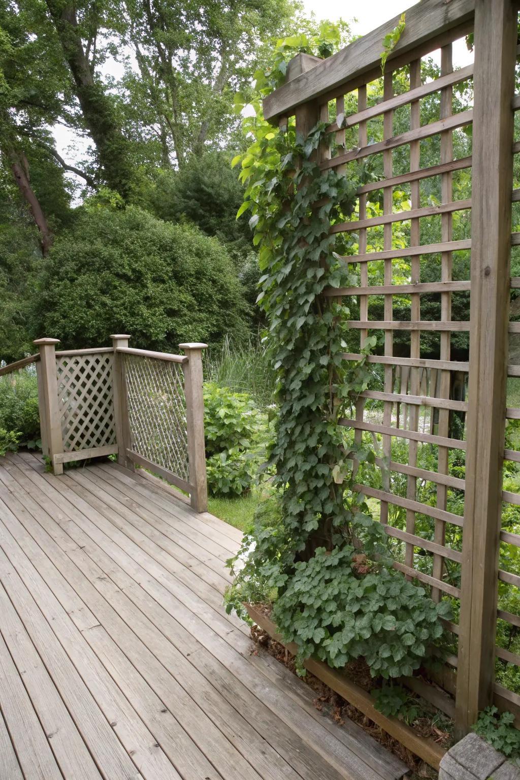 Privacy screen trellises offer a secluded retreat on your deck.