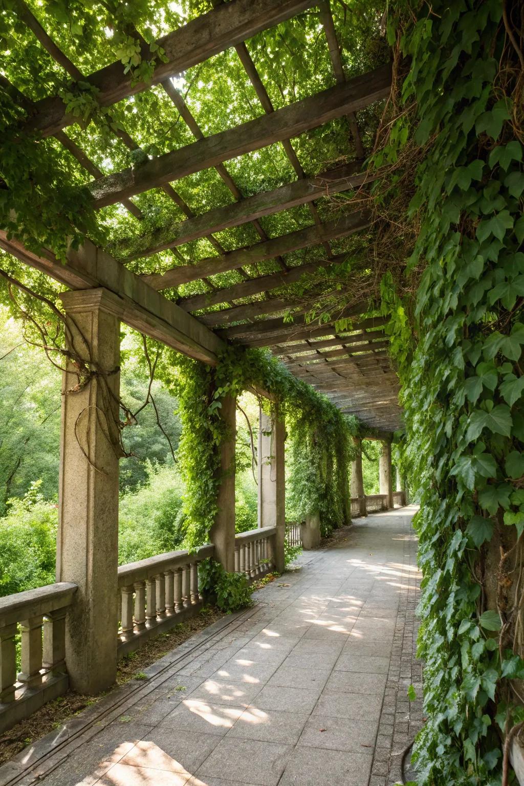 Climbing plants add a natural canopy to your pergola.