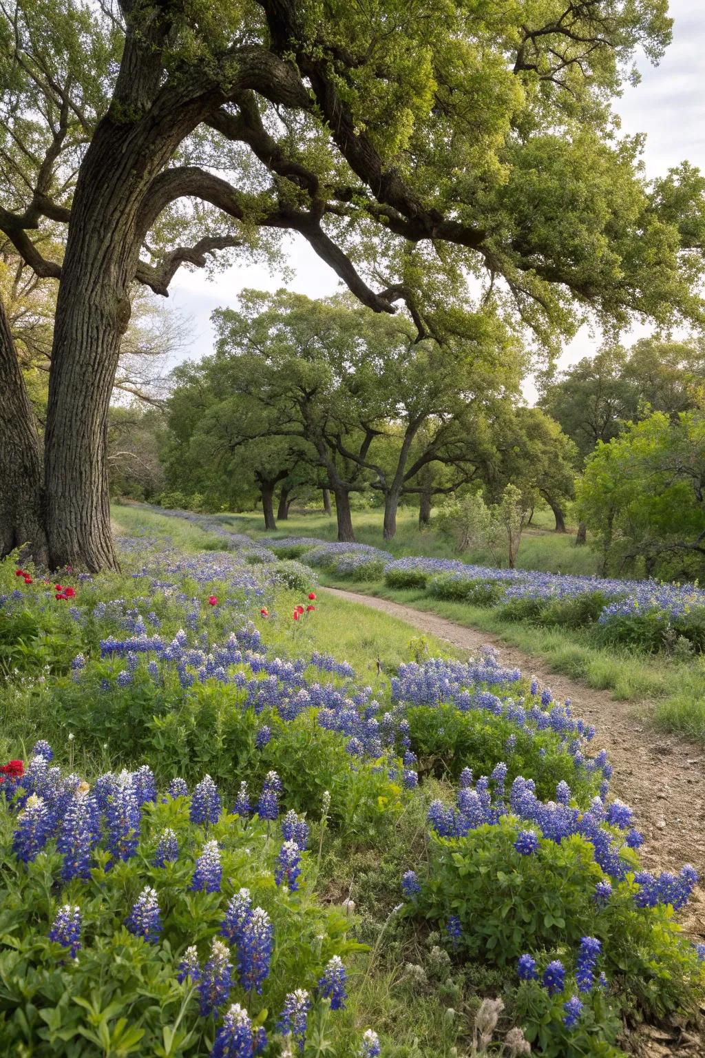 A vibrant display of native Texas plants, perfectly adapted to the local climate.