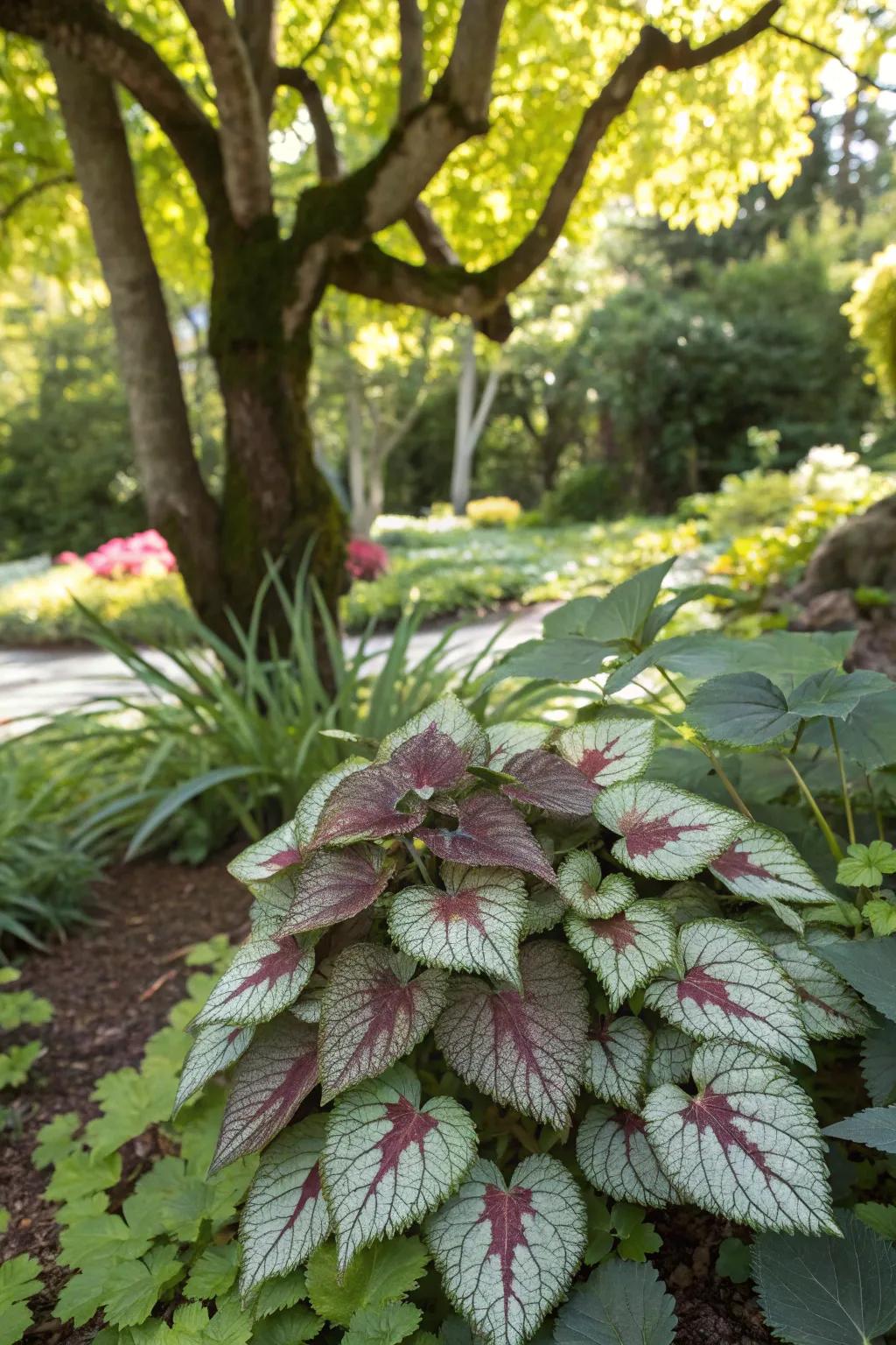 Lamium providing hardy ground coverage beneath a maple tree.